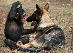 Makasi and Lobo