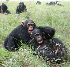 Kauka playing with a friend
