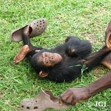 Lemba playing with some shoes