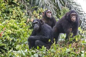 Mambou, Alex and their other friend, Sammy