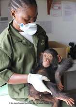Willy, Tchimpounga's Newest Arrival