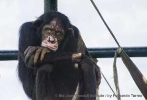 Ngoro Resting in Her Enclosure