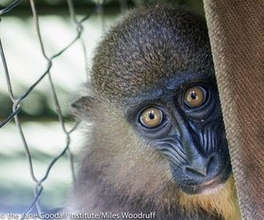 Baby mandrill at Tchimpounga