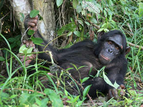 Chimpanzee Blek
