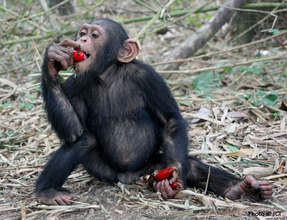 Chimpanzee Kauka