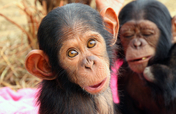 Help Feed over 150 Orphaned Chimpanzees