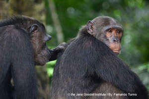 Lousingo getting groomed  by a friend