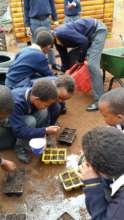 Planting seeds in our school Vegetable Garden