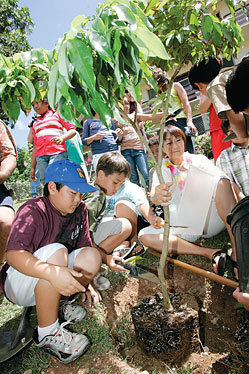 Fruit Trees & Food Justice for the Hawaiian People