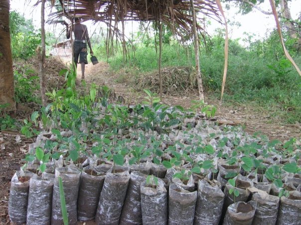 Fruit Trees & Food Justice for the Hawaiian People