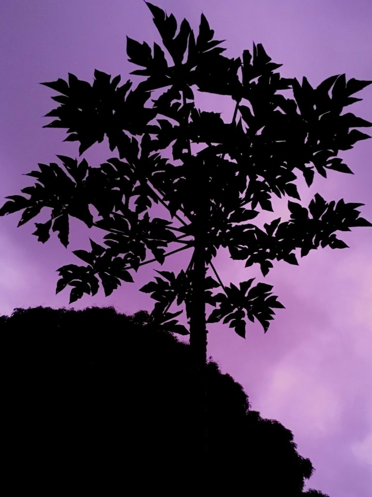 Fruit Trees & Food Justice for the Hawaiian People