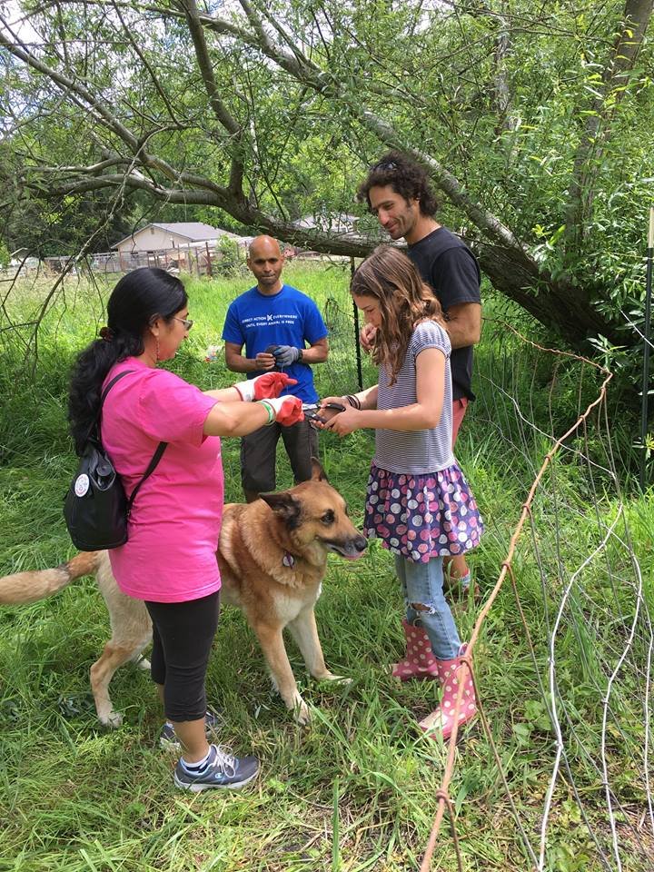 Rescue, Rehab & Re-homing of Domesticated Chickens