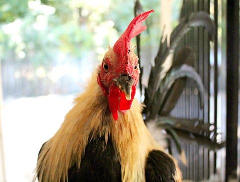 Rescue, Rehab & Re-homing of Domesticated Chickens