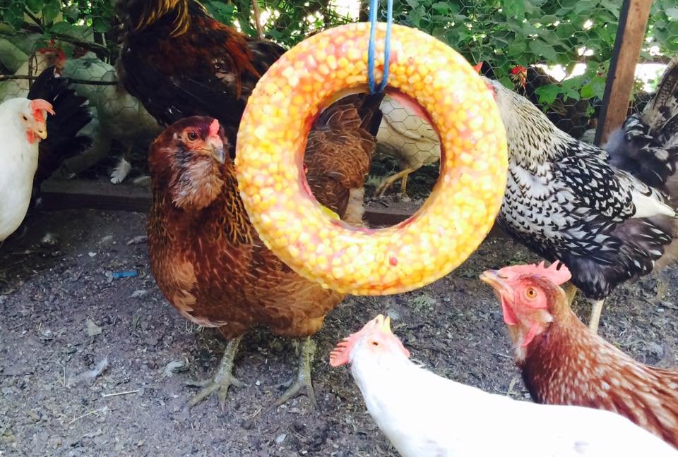 Rescue, Rehab & Re-homing of Domesticated Chickens