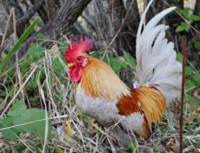 Autumn the friendly rooster