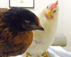 Starfish and Valentina at the Vet