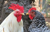 Rescue, Rehab & Re-homing of Domesticated Chickens