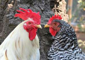 Rescue, Rehab & Re-homing of Domesticated Chickens