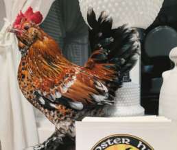 Precious Prince gets to be a house rooster now!
