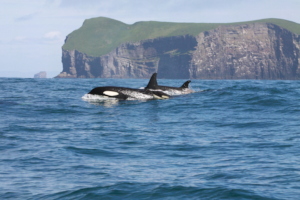 Killer whales in Iceland