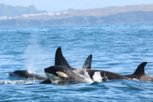 A pod of killer whales on the move
