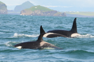 A pod of killer whales surface