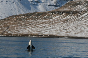 A Killer Whale "Spyhopping"