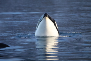 A killer whale spyhops