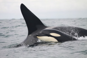 Killer Whale Calf With its Mother