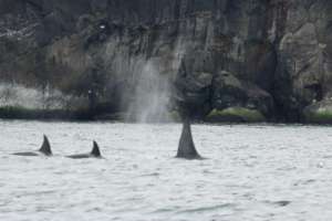 A male and 2 female killer whales