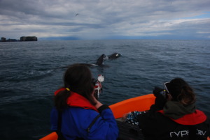 Collecting a Blubber Biopsy