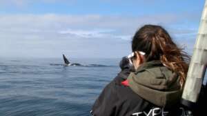 A dorsal fin is photographed for identification