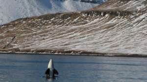 A killer whale spy hops