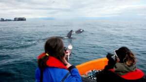 Researchers collect a blubber sample