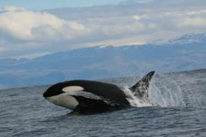 A killer whale leaps out of the water