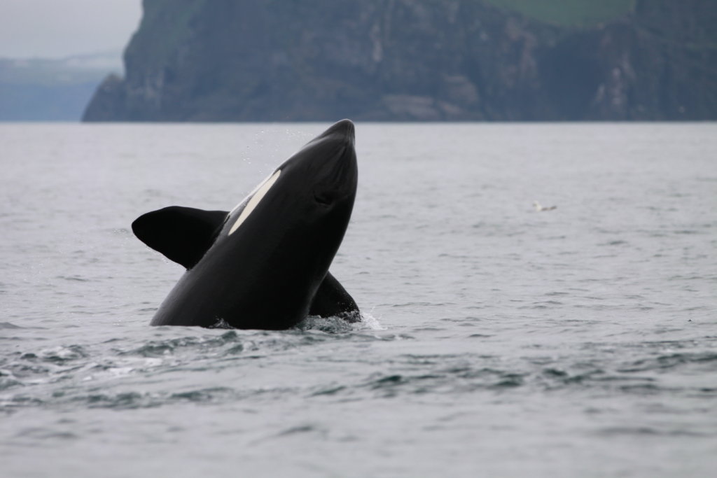 Killer Whales and Their Prey in Iceland