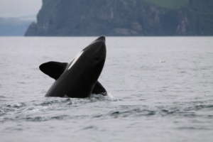 A killer whale begins to breach