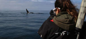 A volunteer tracks and observes a killer whale.