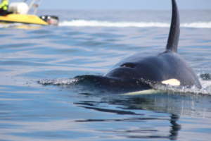 Killer whale close-up as it approaches the boat