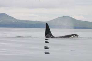 A killer whale surfaces to exhale.