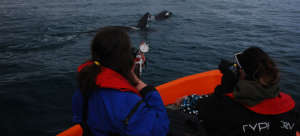 A researcher collects a skin and blubber biopsy.