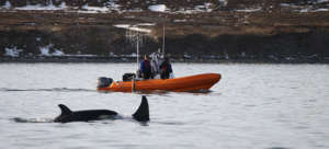 A research boat follows and observes killer whales