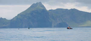 Observing killer whales off Vestmannaeyjar's coast
