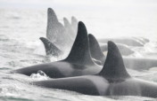 Killer Whales and Their Prey in Iceland