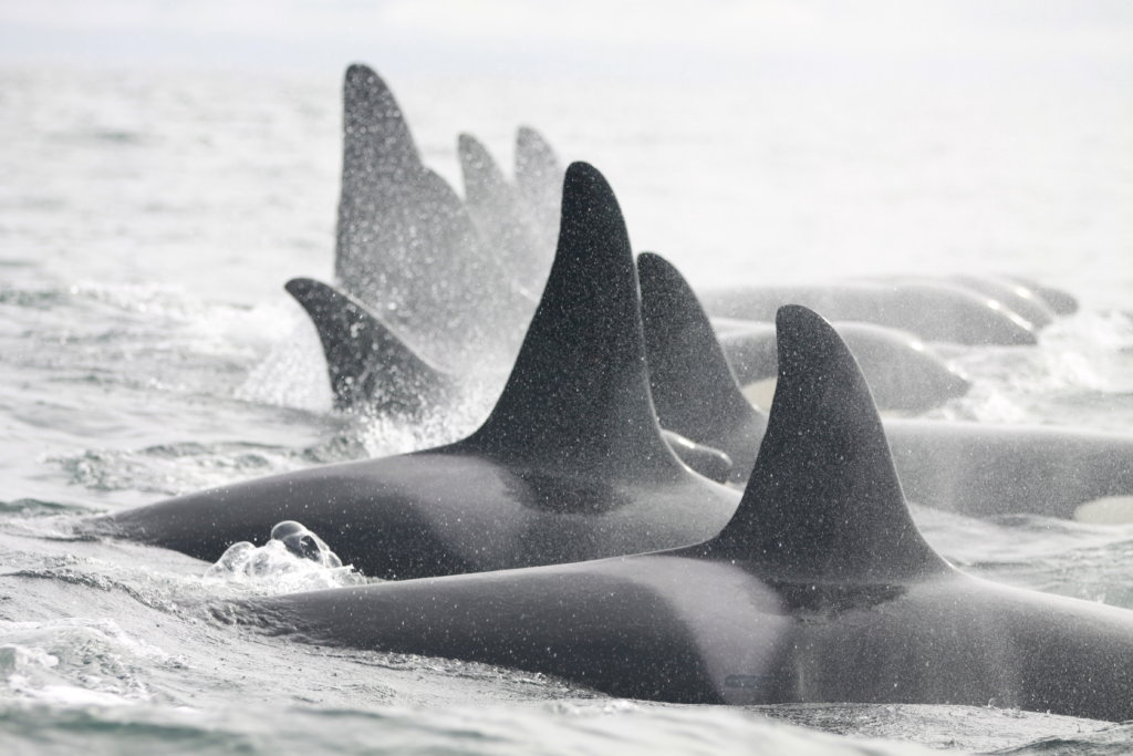 Killer Whales and Their Prey in Iceland