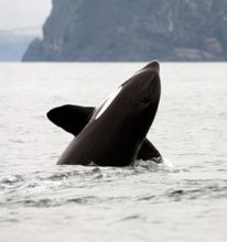 A whale spyhops or leaps from the water