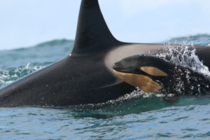 A female killer whale and her calf