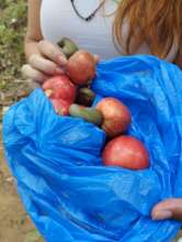 The cashews we all collected in the quilombo