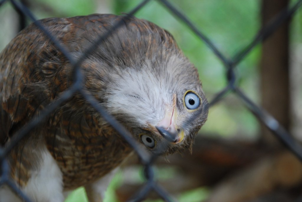 Help Build a Free Flight Aviary for Rescued Birds