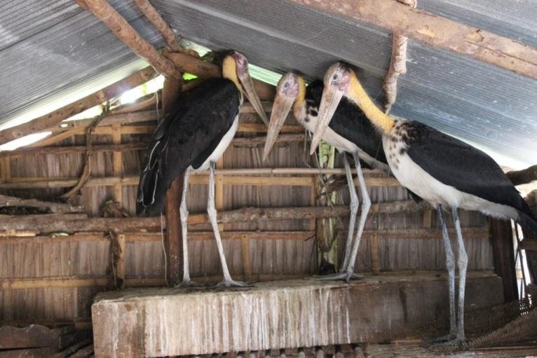 Help Build a Free Flight Aviary for Rescued Birds